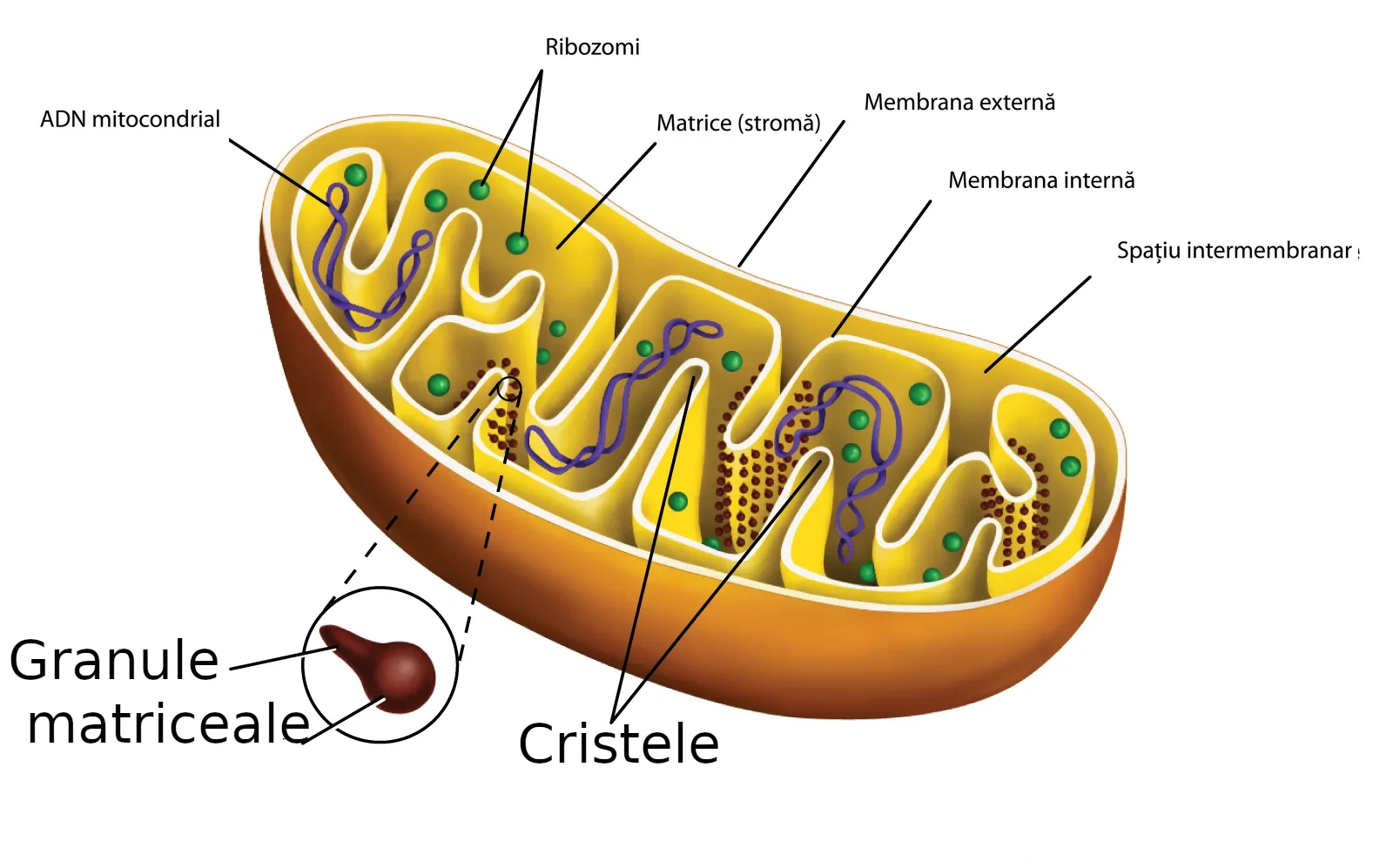 Structura mitocondriilor (schema)