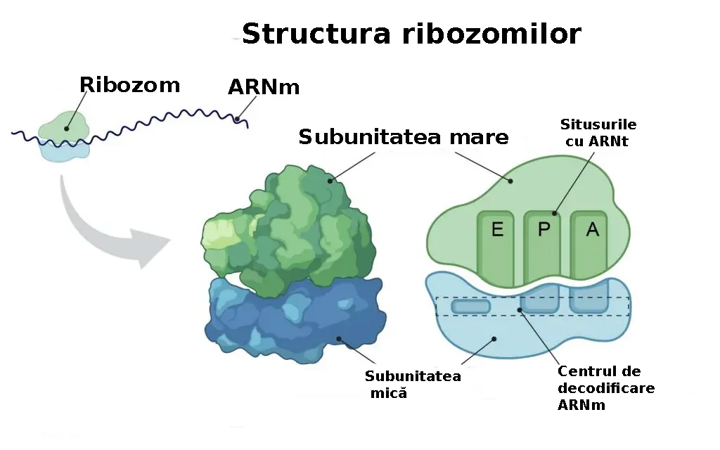 Structura ribozomilor