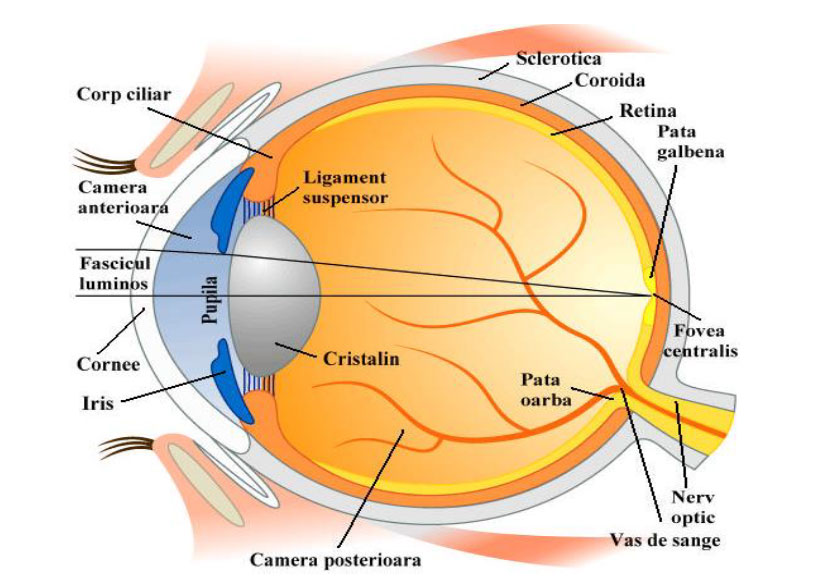 Componentele globului ocular