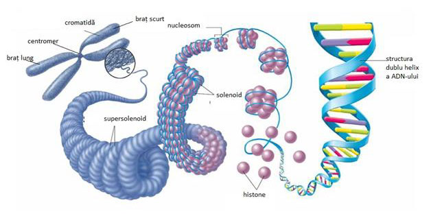  Cromosomul și ADN-ul uman