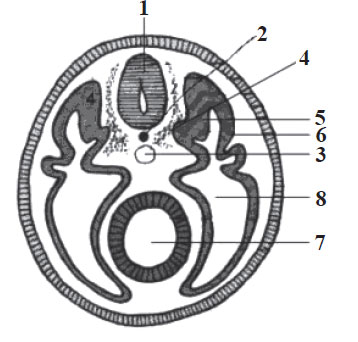 Embrion în secţiune transversală