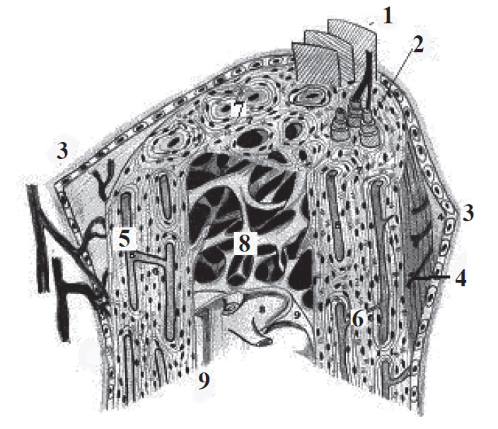 Macro-microstructura osului