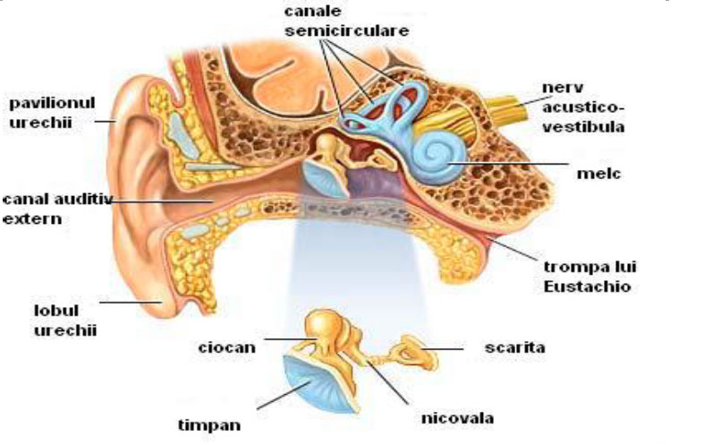 Structura analizatorului auditiv