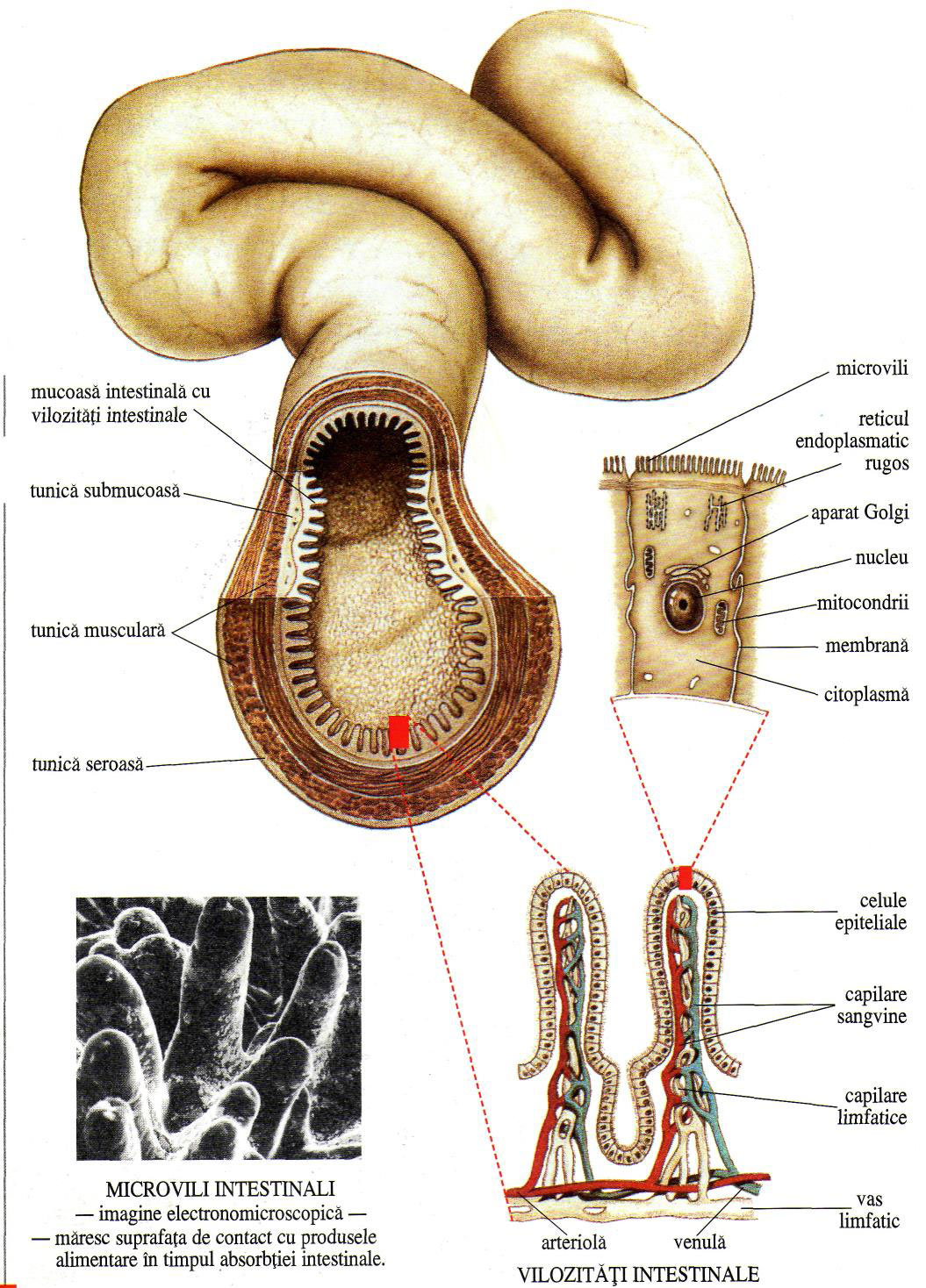 Structura intestinului subțire