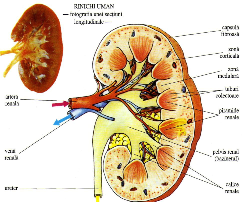 Structura rinichiului