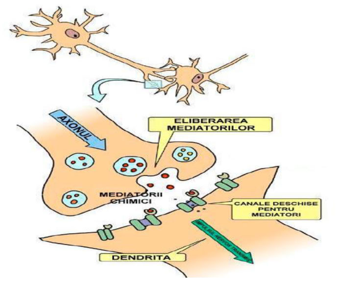 Structura unei sinapse chimice axo-dendritice