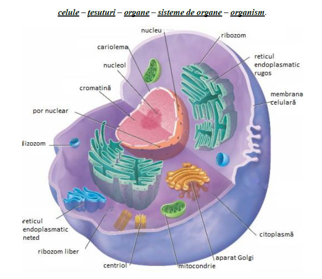 Structura celulei eucariote