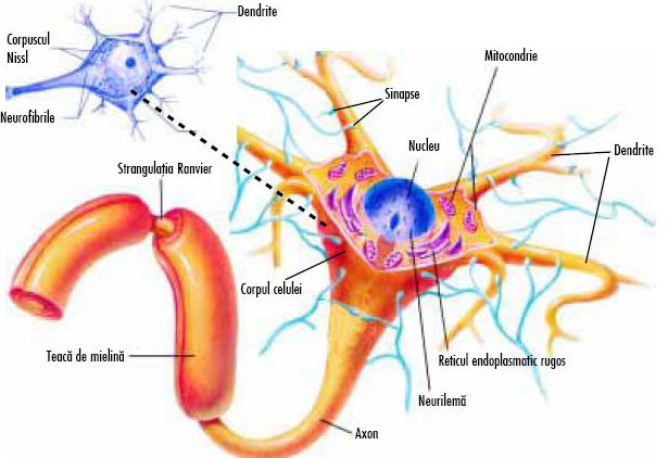 Structura neuronului