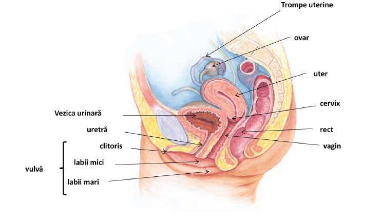 structura penisului feminin)