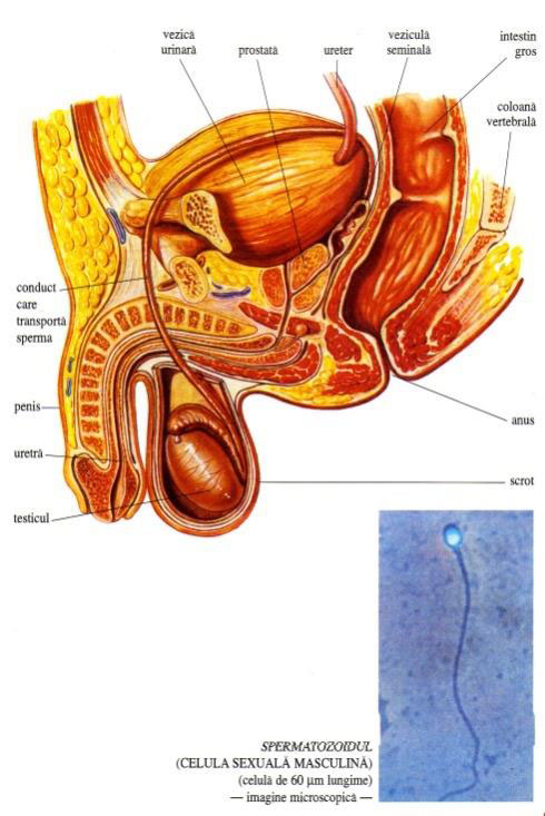 Aparatul genital masculin