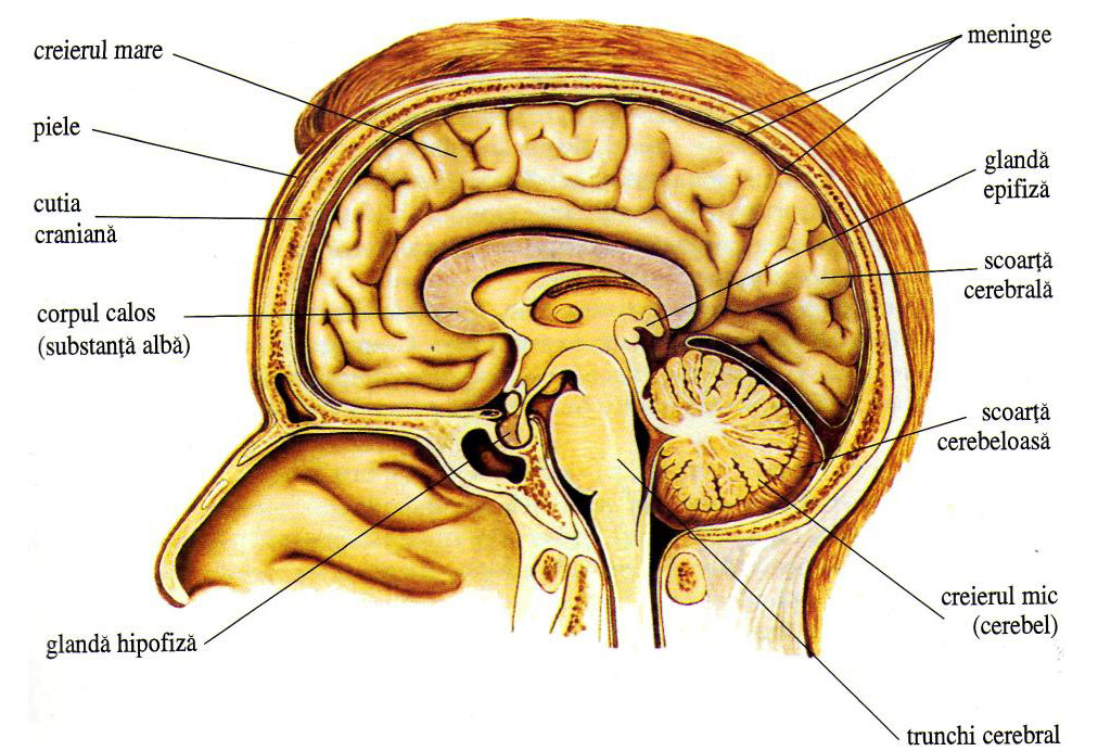 sistemul nervos sistemul nervos al penisului