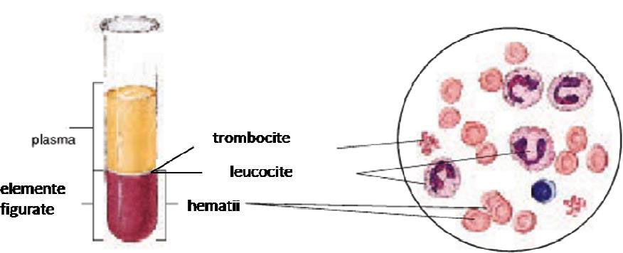 Componentele sângelui (la microscop)
