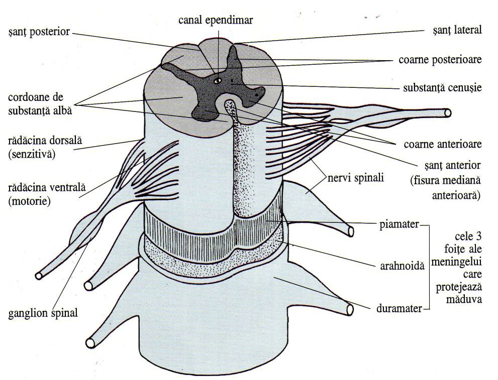 sistemul nervos al penisului