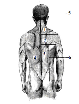 >Liniile şi zonele anatomoclinice ale peretelui posterior al trunchiului