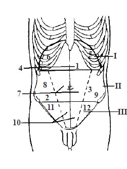 Liniile de reper şi zonele anatomoclinice ale peretelui ventral al abdomenului