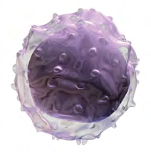 Celulelă stem pluripotentă