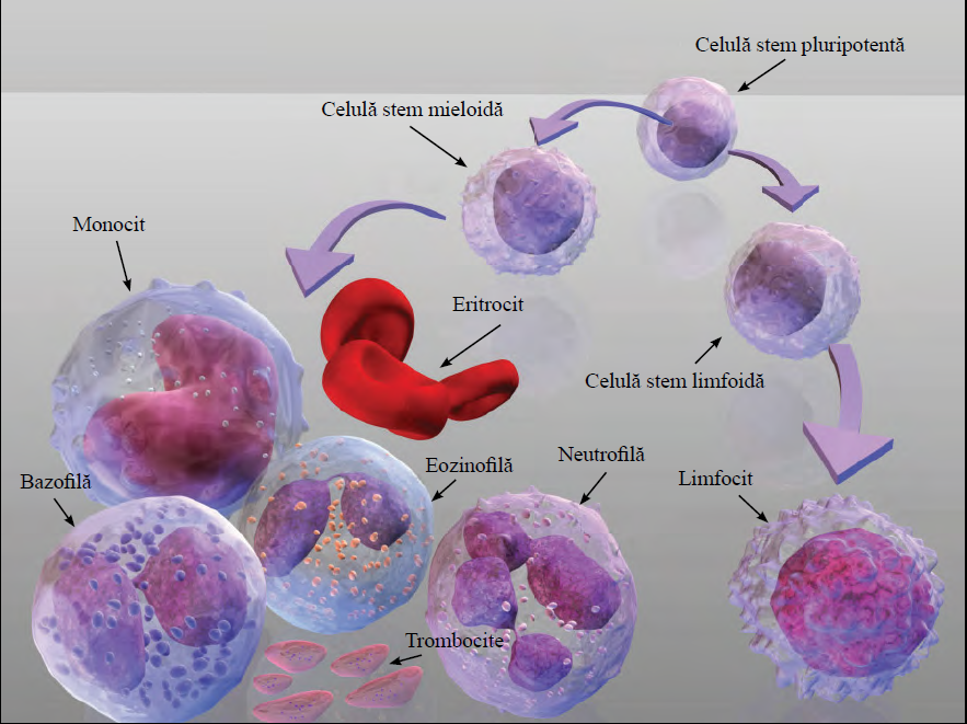 Ciclu continuu de producție a celulelor sangvine din măduva osoasă
