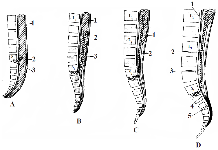 Evoluția segmentului caudal al măduvei spinării