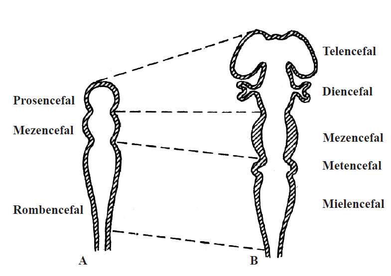 Modificările extremităţii cefalice a tubului neural