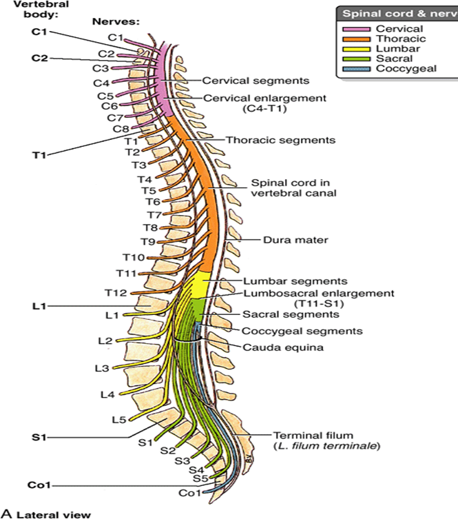 Topografia medulo-vertebrală