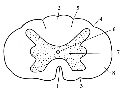 Structura măduvei spinării în secţiune transversală