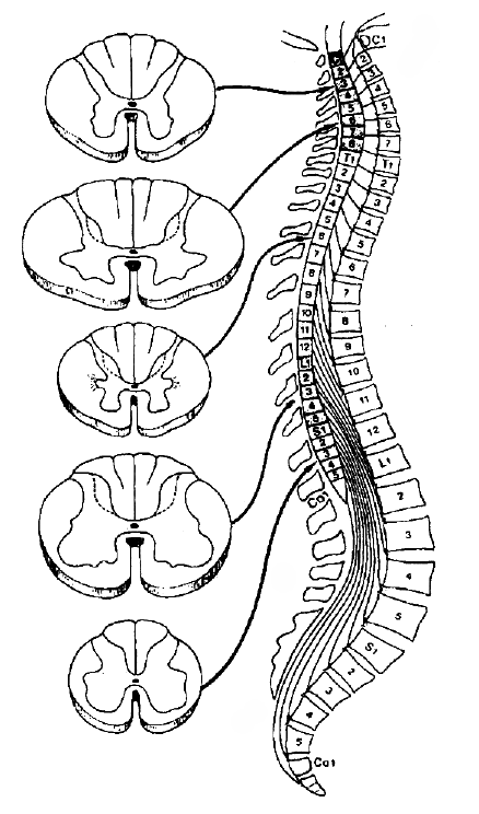 Măduva spinării în canalul vertebral