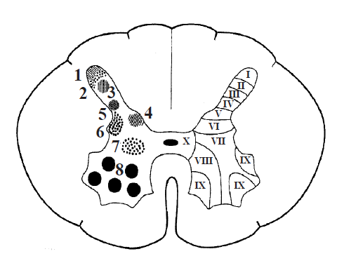 Topografia nucleilor substanței cenușii a măduvei spinării
