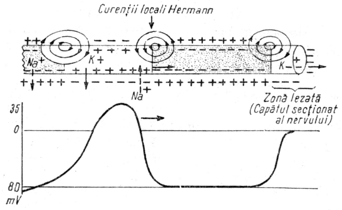 Curenţii Hermann de-a lungul unui axom mielinizat