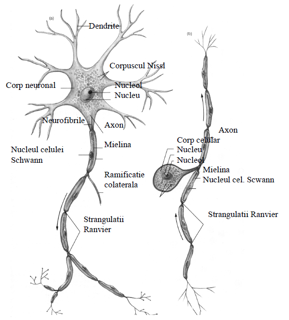 Neuron moto si Neuron senzitiv