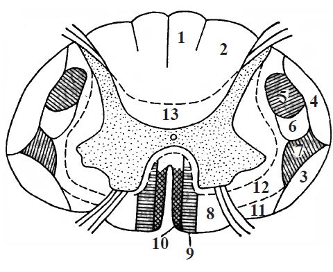 Topografia căilor conductoare în cordoanele substanței albe a măduvei spinării