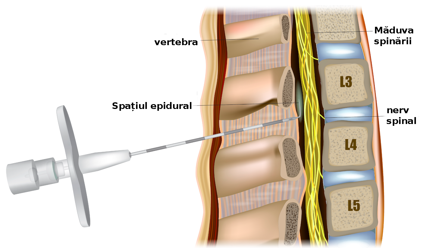 Raporturile sacului dural şi puncţia măduvei spinării