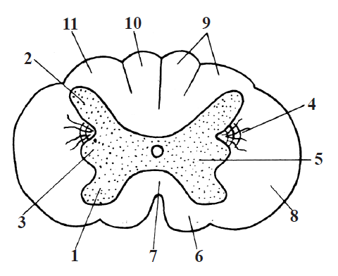 Structura măduvei spinării desen