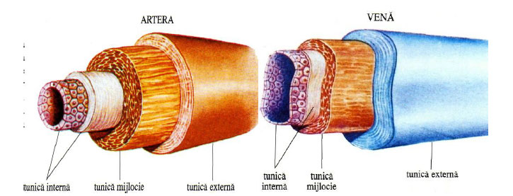 Structura arterelor și venelor