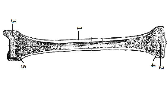  Structura osului tubular lung