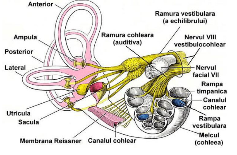 Structura urechii interne