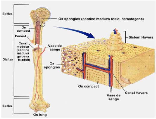 Osul țesutului conjunctiv și țesutul cartilaginos efectuează