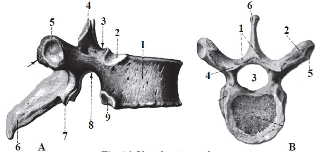  Vertebră toracală