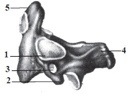 Vertebra a II-a cervicală – axisul