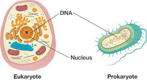 Caracteristicile celulelor procariote si eucariote