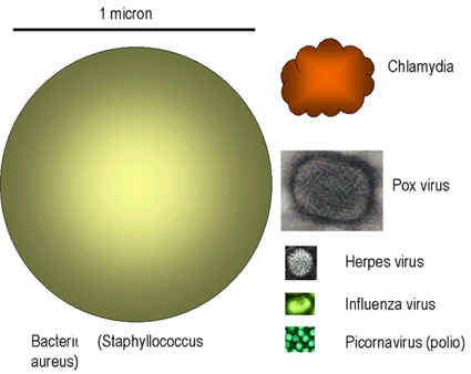 Dimensiunile comparative între bacterii şi diferite virusuri