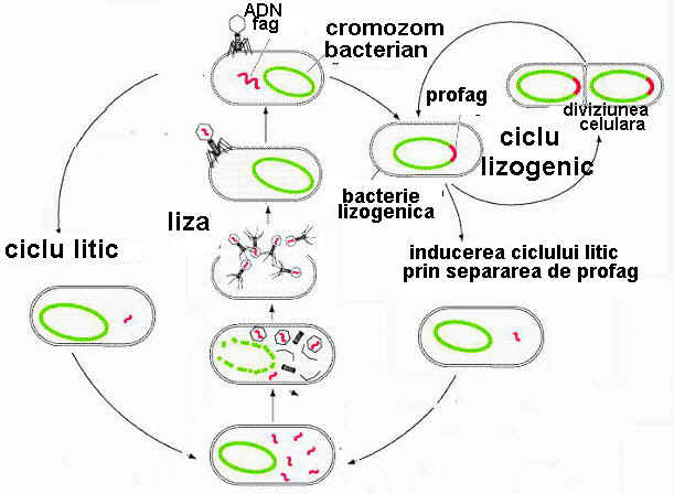 Ciclul litic şi lizogenic al multiplicării bacteriofagilor
