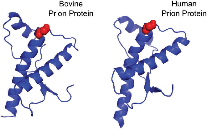 structura proteinelor prionice