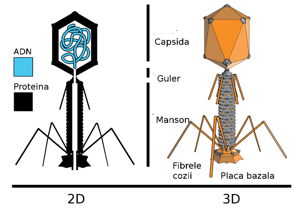 Structura schematica a unui bacteriofag